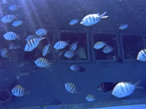 semi submarine fishes